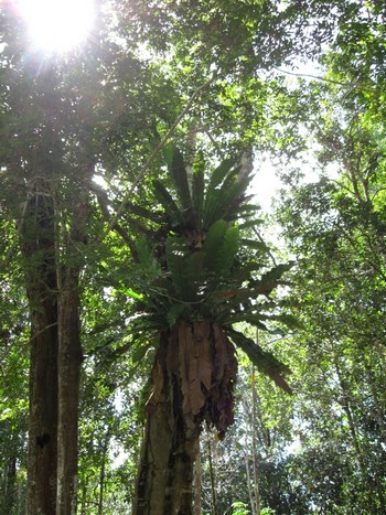 Will REDD benefit forest communities? / Judith Mayer Holding up the sky