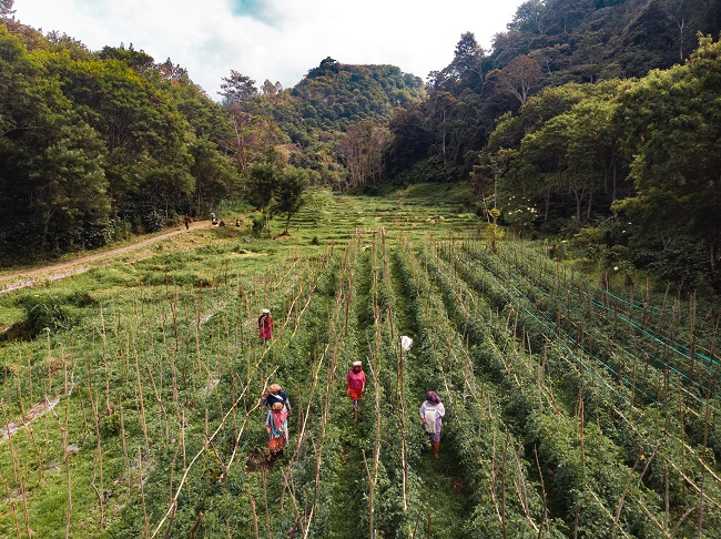 Damaran Baru Surroundings / Manuel Bergmann